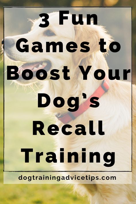 Recall training is easier to accomplish when you make a game out of it. Which is why these 3 fun games will help make recall training a lot easier for you! #dogtrainingadvicetips #dogbehavior #dogtraining #dogobedience #dogtrainingtips #dogtips #dogrecall #dogs Dog Recall Training, Home Tips And Tricks, Dog Recall, Dog At Home, Reactive Dog, Basic Dog Training, House Training Dogs, Brain Training Games, Dog Things