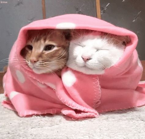 Cats Cuddle GIF - Cats Cuddle Blankets - Discover & Share GIFs Cold Gif, Cuddling Gif, Cat Cold, National Cat Day, Cuddle Blanket, Cat Cuddle, Always Cold, Cat Blanket, Minnesota Vikings