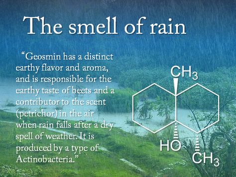 The Smell Of Rain, Smell Of Rain, Cool Science Facts, Meteorology, Quantum Physics, Science Facts, Biochemistry, The More You Know, Earth Science