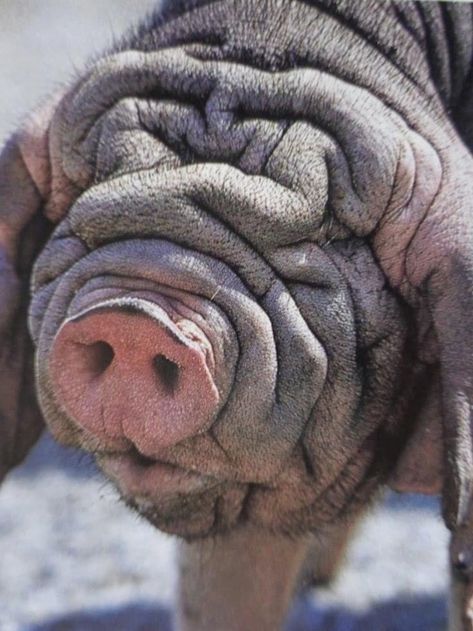 Meishan Pigs, Worlds Biggest Dog, Sharpei Dog, Pig Eyes, Big Dogs Breeds, Biggest Dog In The World, Biggest Dog, Pig Food