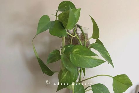 How to grow pothos in water for *decades* - The Indoor Nursery Pathos In Water, Grow Pothos In Water, Growing Pothos, Pothos In Water, Pothos Vine, Plants Grown In Water, Rooting Hormone, Ivy Plants, Pothos Plant