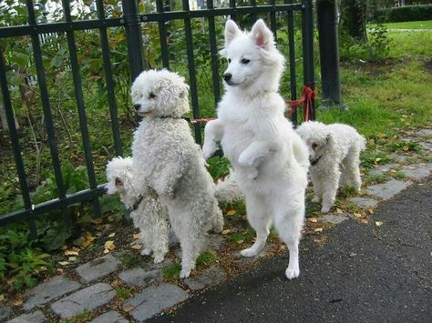 Dog Daycare Business, Japanese Spitz Dog, Dog Standing, House Training Puppies, Beautiful Dog Breeds, Tallest Dog, Spitz Dogs, Cute Pups, Dog Daycare