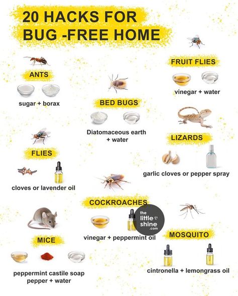 Diy Mice Repellent, Peppermint Oil For Mice, Homemade Bug Spray Recipe, Fruit Flies In House, Insect Repellent Essential Oils, Repellent Diy, Diy Bug Repellent, Homemade Bug Spray, Ant Spray