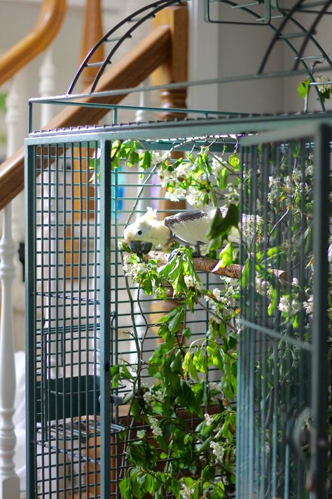 Parrot Cage Aesthetic, Bird Play Area, Parrot Cage Decoration Ideas, Amazon Parrot Cage Setup, Parrot Setup, Quaker Parrot Cage Setup, Parrot Cage Ideas Design, Diy Parrot Cage, Parrot Cage Setup