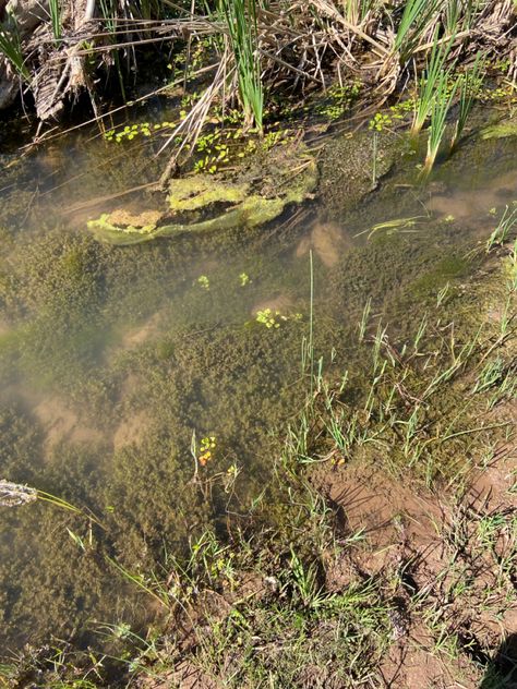 creek, water, lake, pond, cows, black cows, nature, outside, aesthetic, pretty, hq, algee, algae Herpetology Aesthetic, Algae Aesthetic, Black Cows, Pretty Lake, Creek Water, Outside Aesthetic, Aesthetic Pretty, Arizona, Lake