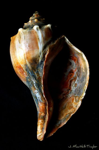 This whelk shell has great tonal work, and a beautiful pattern across the whole shell. The dark background allows the shell to stand out more. Whelk Shell, Message Center, Art Coquillage, Shells And Sand, Cape May Nj, Ocean Treasures, Shell Collection, She Sells Seashells, Shell Beach