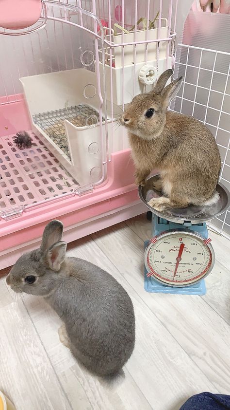 Bunny Cage Aesthetic, Bunny Cage, Bunny Hutch, Bunny Room, Pet Bunny Rabbits, Bunny Care, Bunny Cages, Pet Spaces, Bunny House