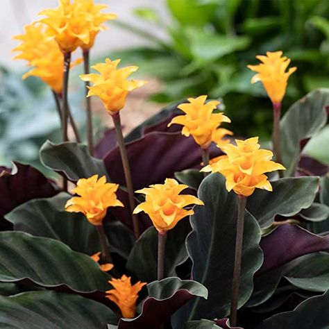 Calathea Crocata Eternal Flame Live Indoor Decorative Houseplant in 14cm Pot: Amazon.co.uk: Garden & Outdoors Calathea Crocata, Conservatory Plants, Windowsill Plants, Yellow And Orange Flowers, Indoor Flowering Plants, Goth Garden, Calathea Plant, Eternal Flame, Plant Supplies