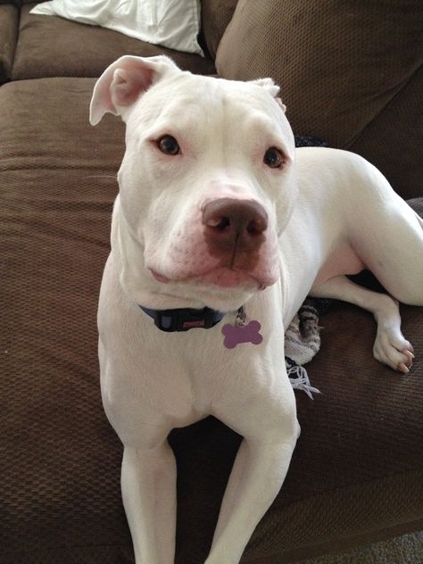 White pit bull puppy - my white pit bull Pearl! So loving! #whitepitbull #pitbull love White Pitbull Aesthetic, All White Pitbull, White Pitbull Puppy, White Pitbull Puppies, Pitbull Aesthetic, Cute Pitbulls, White Pitbull, Pitbull Quotes, Pit Bull Puppy