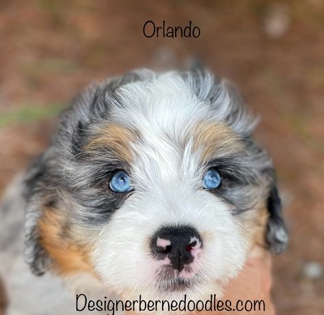 Orlando is quite the handsome F1 Blue Merle Mini Bernedoodle with absolutely stunning blue eyes! Mini Bernedoodle Full Grown, Bernedoodle Full Grown, Homemade Blankets, Bernedoodle Puppies, Mini Bernedoodle, Puppy Snuggles, Bernedoodle Puppy, Purina Pro Plan, Training Treats