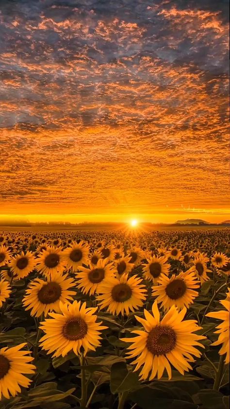 Flower Wallpaper Sunflower, Rising Sun Wallpaper Hd, Sun Collage Wallpaper, Sunflower Cover Photo, Sunflowers Wallpaper Iphone, Vintage Sunflower Aesthetic Wallpaper, Sun Flowers Aesthetic, Aesthetic Sunflower Field, Sunflower And Sun