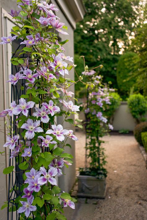 Clematis Piilu, Clematis Trellis, Courtyard Patio, Garden Archway, Parterre Garden, White Flower Arrangements, Patio Pool, Aesthetic Garden, Hidden Garden