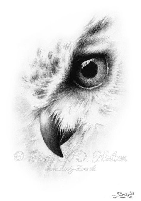 Owl Tattoo Drawings, Owl Portrait, Vogel Tattoo, Portrait Animal, Owl Tattoo Design, Owls Drawing, Pencil Drawings Easy, Owl Pictures, Soyut Sanat Tabloları