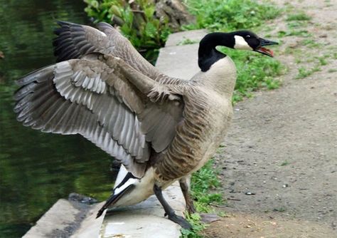 canada-goose Patrick Drawing, Goose Drawing, Bird Attack, Lol Pics, Canadian Goose, Moon Flower, Bird Pictures, Farm Yard, Ipad Tablet