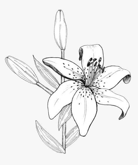 Lily Line Drawing, Tiger Lily Drawing, Botanical Illustration Black And White, Lily Drawing, Tiger Lily Tattoos, Deco Surf, Lilies Drawing, Flower Line Drawings, Flower Pens