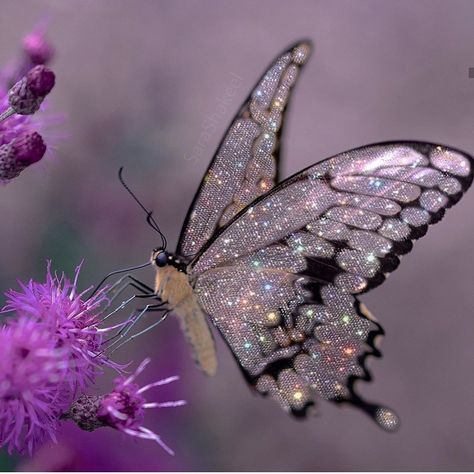 A Butterfly, Purple, On Instagram, Instagram