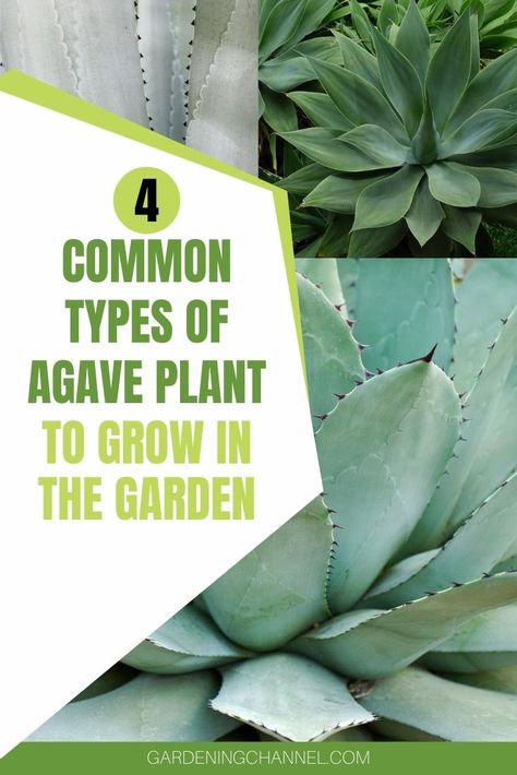 4‌ ‌Common‌ ‌Types‌ ‌of‌ ‌Agave‌ ‌Plant‌ ‌to‌ ‌Grow‌ ‌in‌ ‌Your‌ ‌Garden.‌ Agave Plant Landscaping, Agave Plants, Arizona Gardening, Gardening Landscaping, Agave Plant, Gardening 101, Starter Plants, Agaves, Garden Tips