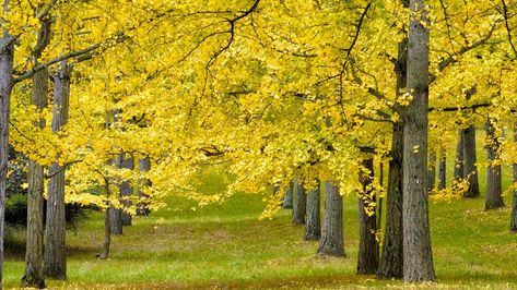 Bradford Pear Tree, Ginkgo Biloba Tree, Fast Growing Shade Trees, Bald Cypress Tree, Autumn Clematis, Red Maple Tree, Lavender Plant, Ground Cover Plants, Cypress Trees