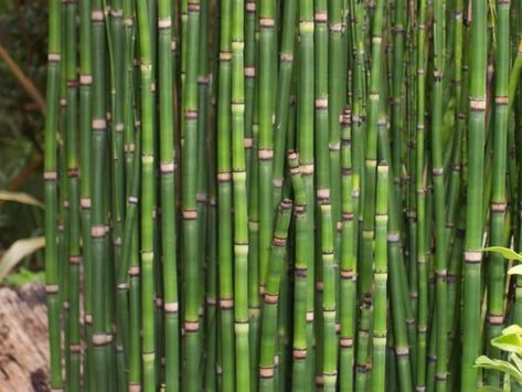 Snake Grass, Snake In The Grass, Snake Plant Care, Floral Design Classes, Mushroom Plant, Flower Identification, Grass Flower, Bamboo Garden, Plant Problems