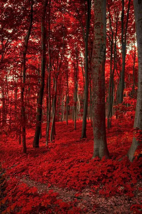 Fall Pictures Nature, From Blood And Ash, Jennifer L Armentrout, Red Forest, Red Autumn, Blood And Ash, Aesthetic Red, Autumn Scenes, Autumn Scenery