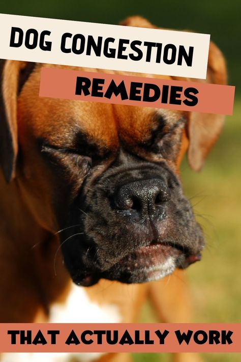 Effective Home Remedies for Dog Congestion: Soothe Sinus and Nasal Issues Naturally Dog Congestion Remedies, Cold Remedies For Adults, Cold Remedies For Infants, Natural Cold Remedies For Kids, Cold Remedies For Toddlers, Cold Remedies For Babies, Cold Remedies For Kids, Remedies For A Cold, Cold Natural Remedies