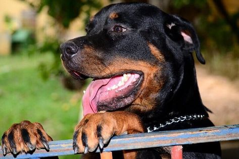 138 Female Rottweiler Names - Best Names for Girl Rottweiler Puppies | PetPress Female Rottweiler, Good Girl Names, Names For Girl, Rottweiler Names, Best Names, Female Dog Names, Rottweiler Puppies, Female Names, Cool Names