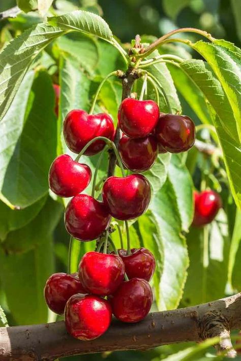 Types Of Cherries, Yoshino Cherry Tree, Growing Fruit Trees, Bing Cherries, Kinds Of Fruits, Cherry Trees, Still Life Fruit, Cherry Fruit, Fruit Photography