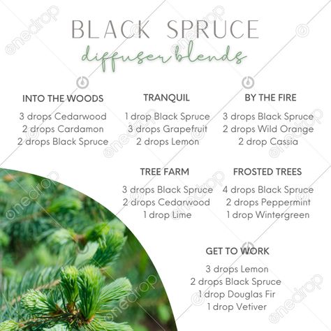 Northern Black Spruce Diffuser Blends, Doterra Black Spruce Diffuser Blends, Northern Lights Black Spruce Blends, Doterra Black Spruce, Spruce Essential Oil Blends, Northern Lights Black Spruce Diffuser, Black Spruce Diffuser Blends, Forest Diffuser Blends, Soap Scents