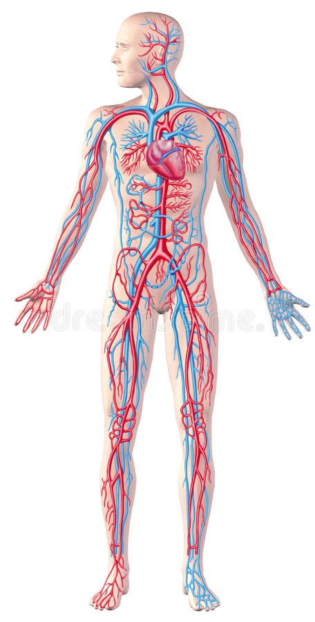 Anatomy Of Human, Coronary Circulation, Human Circulatory System, Multiple Sclerosis Symptoms, Peroxide Uses, Carotid Artery, Poor Circulation, Circulatory System, Cardiovascular System