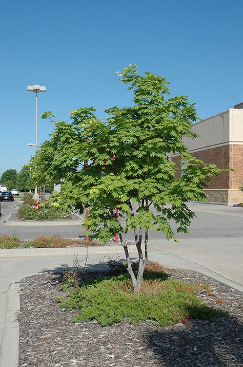 Korean Maple (Acer pseudosieboldianum) . Korean Maple will grow to be about 20 feet tall at maturity, with a spread of 15 feet. Korean Maple Tree, Maple Tree Landscape, Japanese Garden Plants, Low Maintenance Landscaping Front Yard, Japanese Maples, Yard Landscape, Plant Catalogs, Sun Garden, Reno Nevada