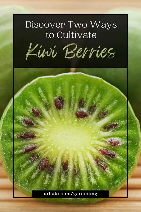 Kiwi berries, also known as baby kiwis or hardy kiwis, are delicious and nutritious fruits that are gaining popularity among home gardeners. While it's common to propagate kiwi berries from cuttings or grafted plants, growing them from seeds can be a rewarding and cost-effective method. In this article, we will explore two methods for growing kiwi berries from seeds, allowing you to embark on an exciting journey of cultivating these delectable fruits right in your backyard. Whether you choose... Growing Kiwi, Kiwi Plant, Kiwi Berry, Baby Kiwi, Hardy Kiwi, Kiwi Recipes, Kiwi Berries, Seed Starting Mix, Berry Plants