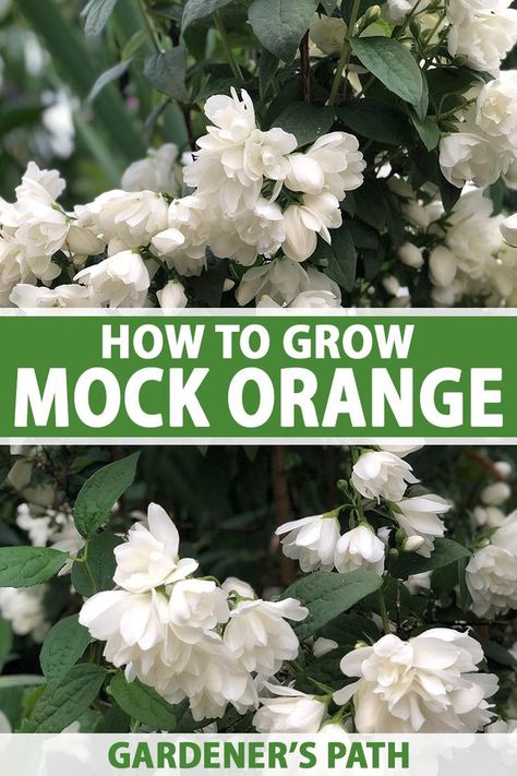 If you want to know how to grow and care for mock orange, a sweet smelling shrub with white blooms, you’ve come to the right place. Philadelphus is easy to propagate, grow, and maintain, and will… More Sweet Mock Orange, Mock Orange Bush Landscape, Sweet Mock Orange Shrub, Mockorange Shrub, Mock Orange Bush, Mock Orange Shrub, Ikaria Greece, White Flowering Shrubs, Wedding Landscape