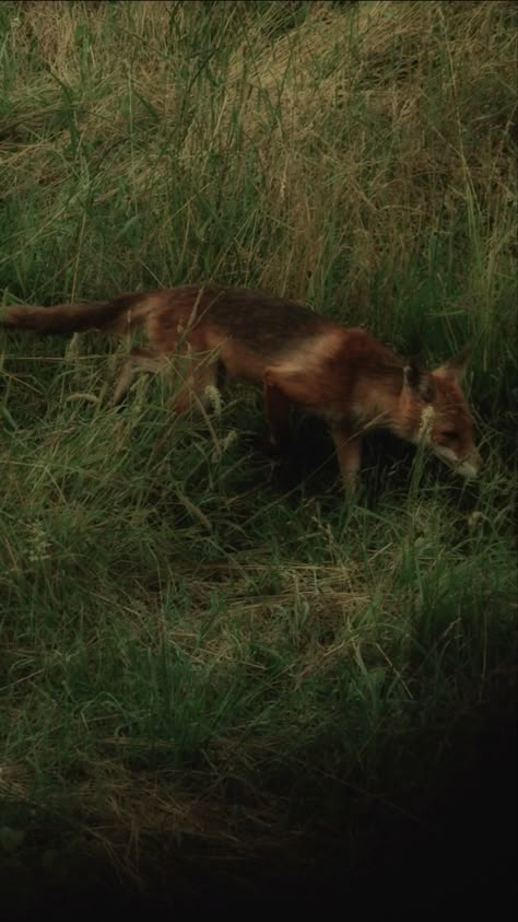 Woods Dark Aesthetic, Fox Spirit Animal, Spiritual Photography, Woods Dark, Fox Forest, Dark Naturalism, Once Upon A Broken, Dark Forest Aesthetic, Forest Core