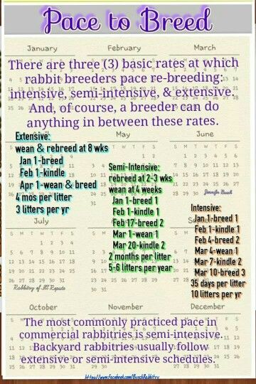 Breeding schedules Rabbit Showmanship, Rabbit Breeding, Rabbit Health, Rabbit Information, Raising Rabbits For Meat, Show Rabbits, Victory Gardens, Guinea Pig Hutch, Pet Rabbit Care