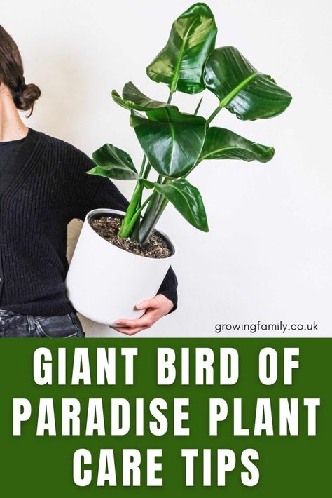 Giant Bird Of Paradise Indoors, Paradise Bird Plant, Strelitzia Nicolai Indoor, White Bird Of Paradise Plant, Bird Of Paradise Plant Indoor, White Bird Of Paradise, Strelitzia Nicolai, Bird Of Paradise Plant, Paradise Plant