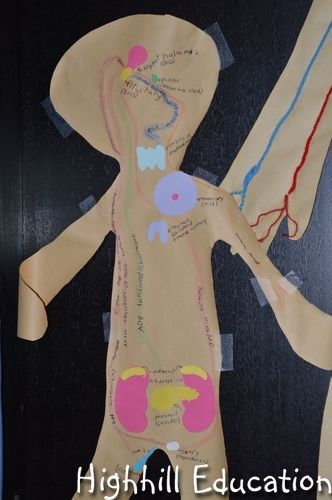 Human Body Unit Study - Endocrine System Activity for Kids @ Highhill Homeschool Preschool Anatomy, Endocrine System Activities, Apologia Anatomy, Human Body Unit Study, Human Biology, The Endocrine System, Human Body Unit, Kid Experiments, Kids Science