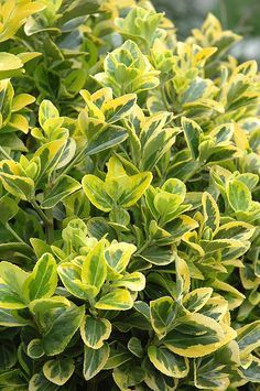 evergreen. dark green in winter. full to shade. Gold Variegated Japanese Euonymus (Euonymus japonicus 'Aureomarginata') at Squak Mountain Nursery Japanese Euonymus, Plant Pic, Spindle Tree, Euonymus Japonicus, Nursery Landscape, Evergreen Landscape, Garden Fences, Shade Garden Plants, Evergreen Garden