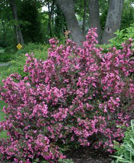 Weigela Wine And Roses, Weigela Bush, Blue Star Juniper, Weigela Florida, Sonic Bloom, Monrovia Plants, Bush Garden, Flowering Bushes, Proven Winners