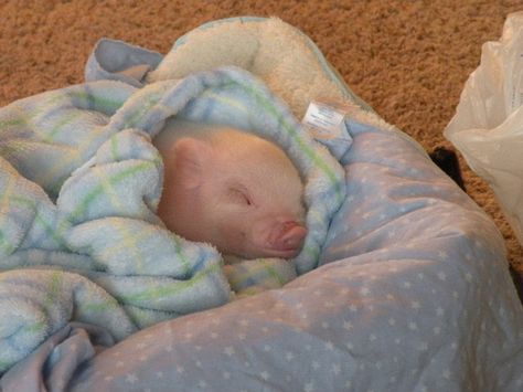 Cutee Animals, Baby Pig, Cute Piglets, Mini Pigs, Cute Animals Puppies, Cute Rats, Cute Piggies, Pet Pigs