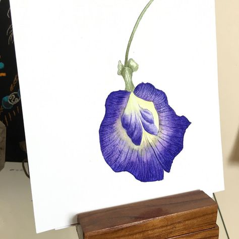 Watercolor By Manisha on Instagram: “Butterfly Pea - luv the gorgeous BLUE of this flower. Although I could not capture the rich and intense blue as I would have luv to.…” Butterfly Pea Flower Painting, Watercolor References, Watercolour Flower, Tree Paintings, Lotus Painting, Fabric Painting Techniques, Watercolor Paintings Nature, Fabric Painting On Clothes, Hand Printing