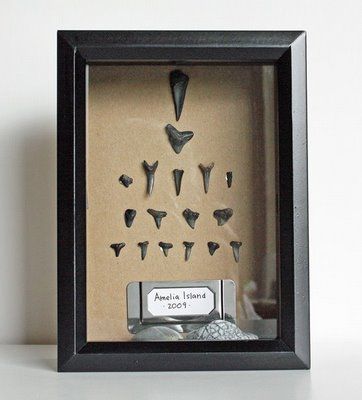 Creative Organization: Shark's Teeth Displayed                                                                                                                                                      Más Shark Teeth Display Ideas, What To Do With Shark Teeth, Shadow Box Ideas Shark Teeth, Ocean Shadow Box Ideas, Display Shark Teeth, Shark Teeth Crafts, Souvenir Display, Small Shark, Tooth Box