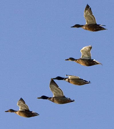 Ducks Flying, Flying Ducks, Flying Duck, Norfolk Broads, Water Birds, Waterfowl Hunting, Duck Art, Up To The Sky, Duck Duck