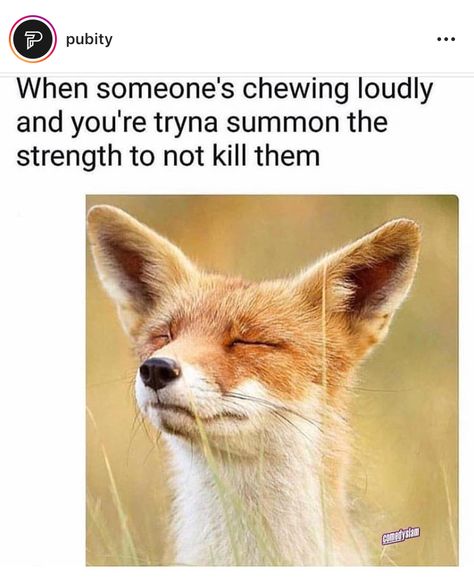 When someone’s chewing loudly and You’re tryna  summon  the strenght to not kill them... Great Memes, Funny Dog Memes, Relationship Memes, Funny Animal Memes, Deep Breath, Funny Animal Pictures, Dog Memes, Animal Memes, Cat Memes