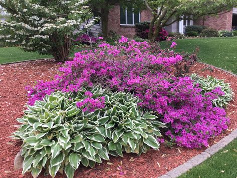 Azaleas and variegated hostas Rhododendron Landscaping, Flower Variety, Outdoor Landscape Design, Flower Bed Plants, Side Yard Landscaping, Small Front Yard Landscaping, Small Front Yard, House Landscaping, Front House