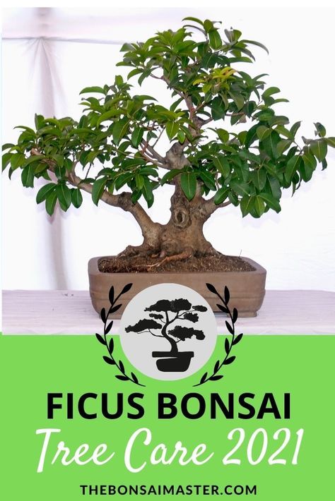 Ficus Bonsai Style, Succulent Growing, Ficus Bonsai Tree, Tree Types, Ficus Bonsai, Ficus Microcarpa, Bonsai Tree Types, Bonsai Care, Bonsai Tree Care