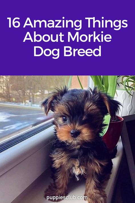 morkie Morkie Puppies Haircuts, Morky Dogs, Chorkies Puppies, Teacup Morkie Puppies, Puppies Morkies, Teacup Morkie, Shorkie Dogs, Cute Tiny Dogs, Maltese Yorkie Mix