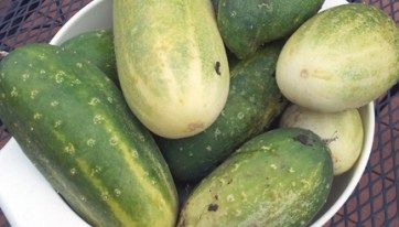 What to do with Large, Ripe Cucumbers Pickles Cucumbers, Pickling Cucumbers Recipe, Sweet Pickles Recipe, Make Pickles, Water Bath Canning Recipes, Pickle Recipes Homemade, Spicy Pickles, Canning Vegetables, Nourishing Traditions