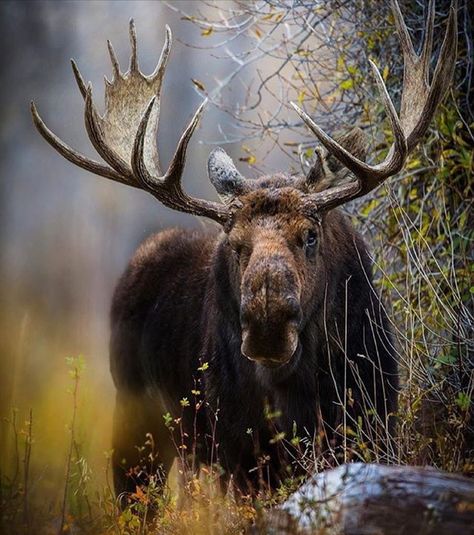 Moose Pics, Moose Painting, Moose Pictures, Moose Hunting, Moose Deer, North American Animals, Deer Species, Wild Animals Photography, North American Wildlife