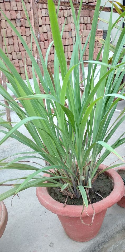 Lemon grass ( jarakush ) Lemon Grass Plant, Lemongrass Plant, Plant Varieties, Lemon Grass, Lemon, Fruit, Plants, Quick Saves