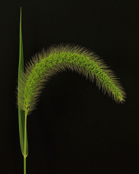 Green & Black Agriculture Pictures, Foxtail Grass, Farmer Life, Friends Cartoon, Forever Green, Beautiful Red Roses, Cute Photography, Event Flowers, Plant Pictures